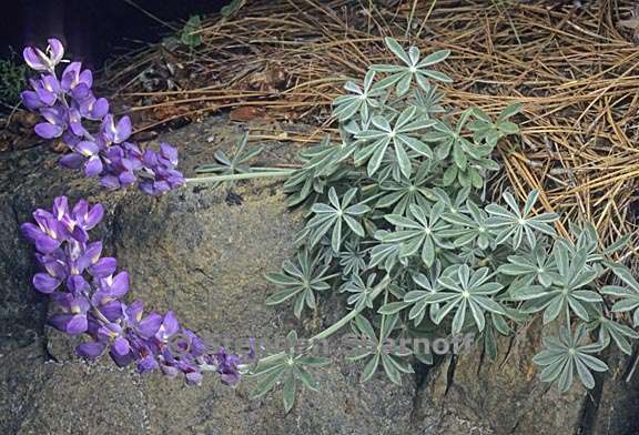 lupinus grayi 5 graphic